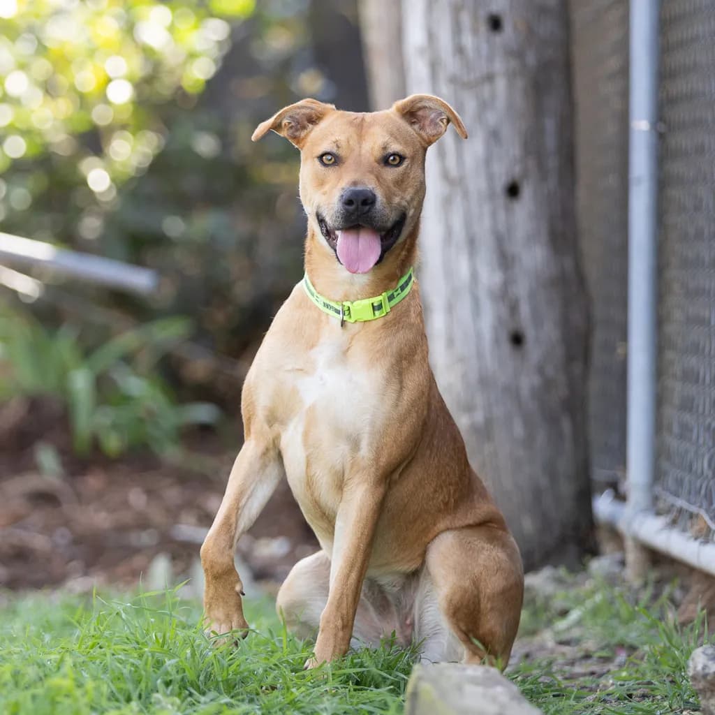 Sugar - Staffordshire Bull Terrier available for adoption at Animal Welfare League Queensland in Gold Coast