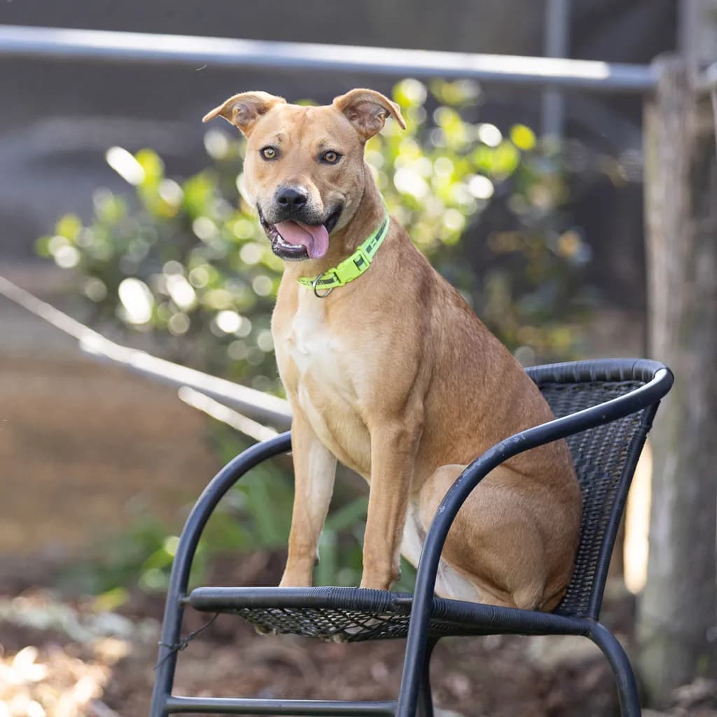 Sugar - Staffordshire Bull Terrier available for adoption at Animal Welfare League Queensland in Brisbane
