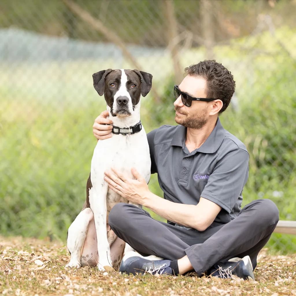 Buddy - German Shorthaired Pointer / Bull Arab available for adoption in Brisbane