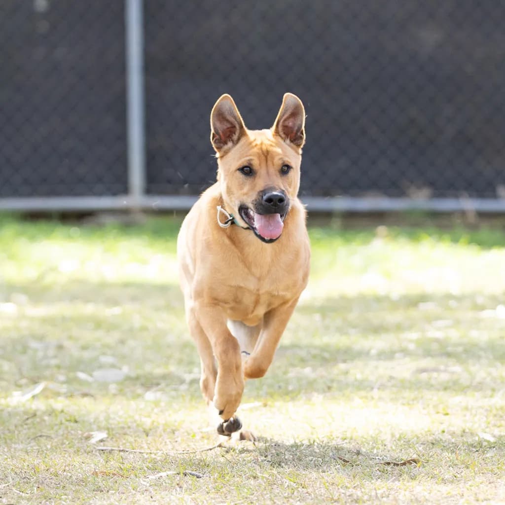 Stitch - Staffordshire Bull Terrier / Sharpei available for adoption at Animal Welfare League Queensland in Gold Coast