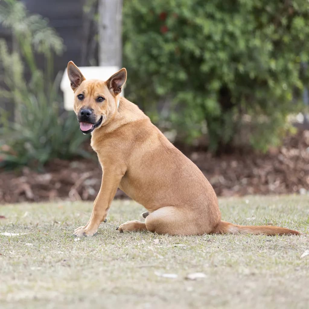 Stitch - Staffordshire Bull Terrier / Sharpei available for adoption at Animal Welfare League Queensland in Brisbane
