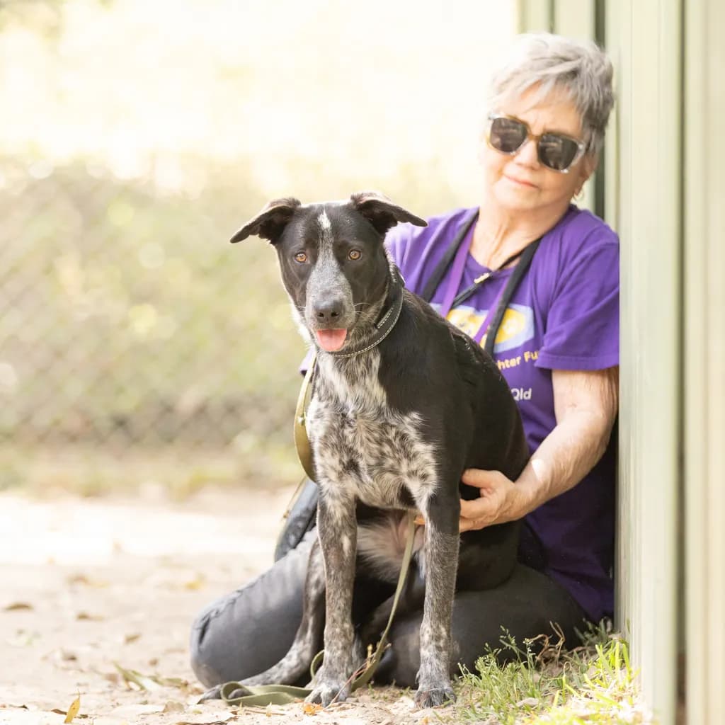 Mochi - Australian Kelpie / Australian Cattledog available for adoption at Animal Welfare League Queensland in Gold Coast