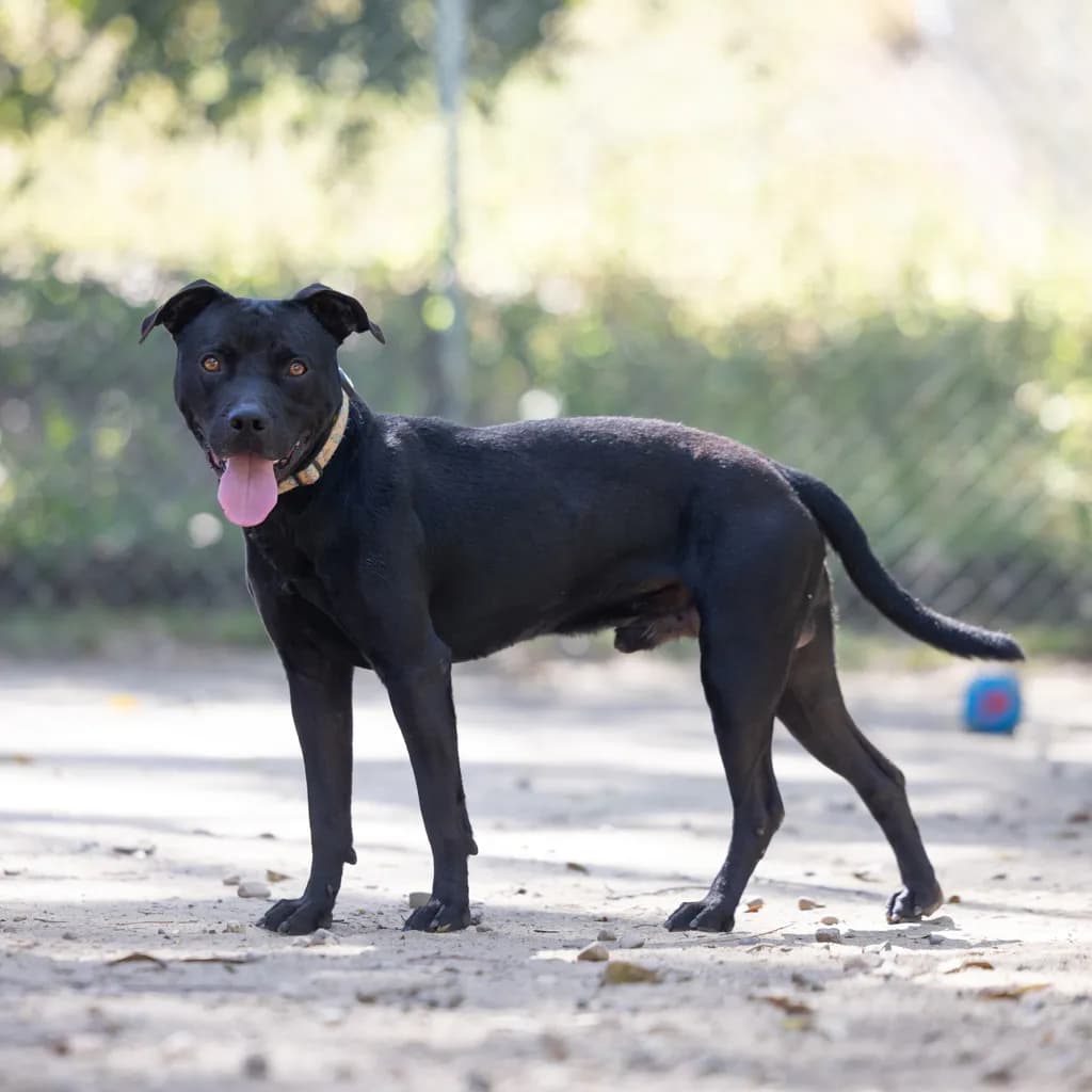 Wolf - American Staffy available for adoption at Animal Welfare League Queensland in Gold Coast