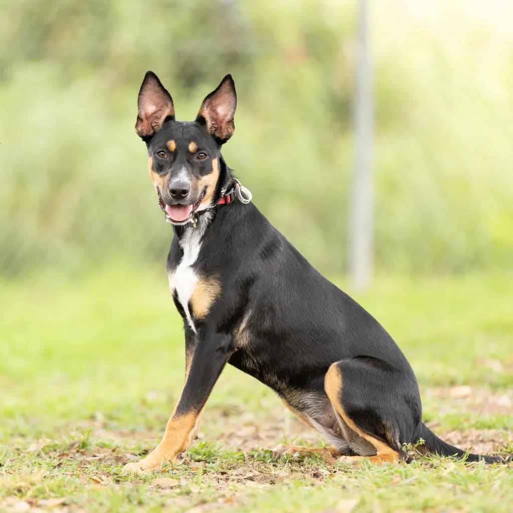 Delilah - Australian Kelpie available for adoption at Animal Welfare League Queensland in Brisbane
