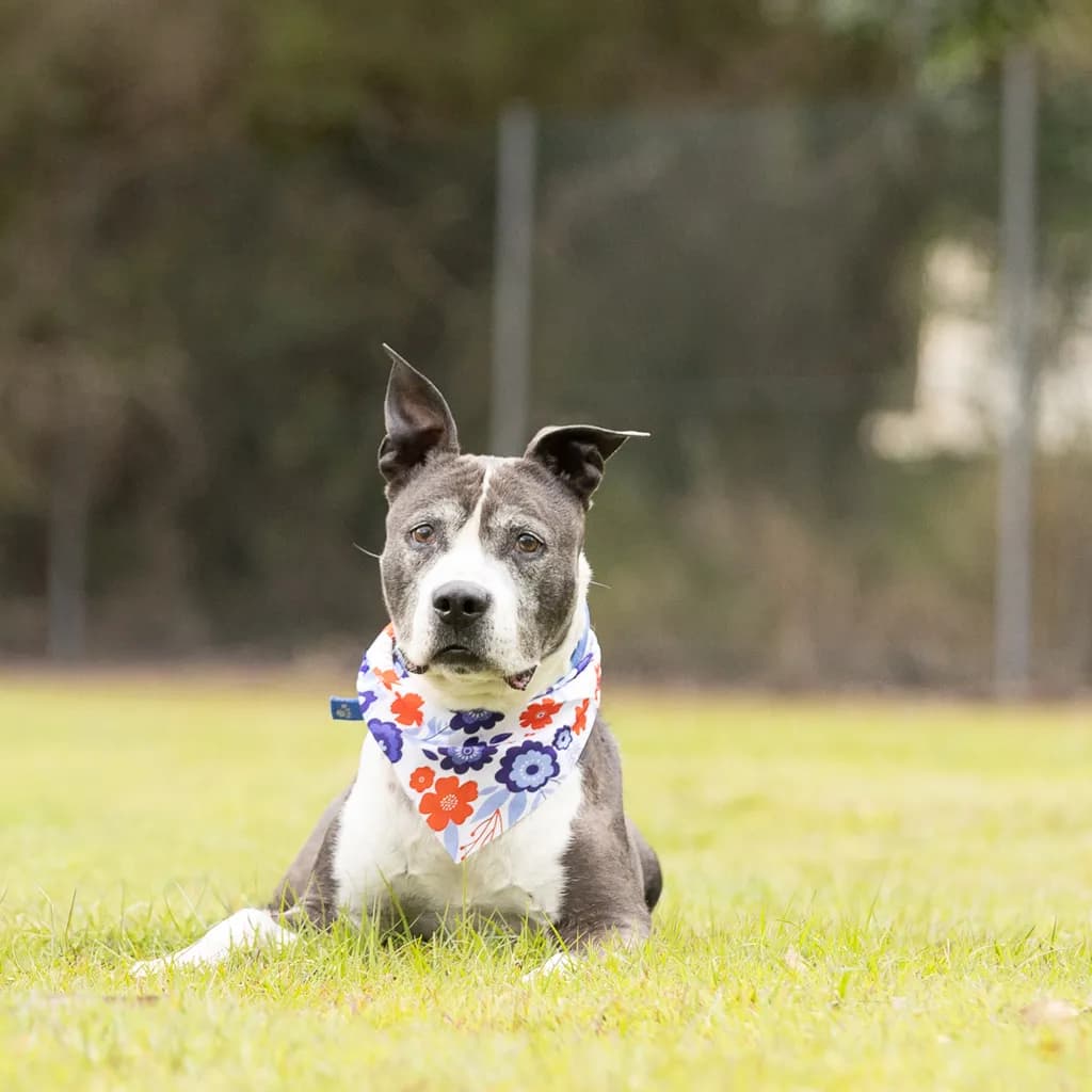 Hector - American Staffy available for adoption at Animal Welfare League Queensland in Gold Coast