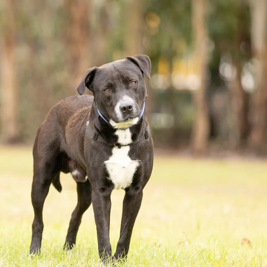 Whiskey - Mastiff / Labrador available for adoption at Animal Welfare League Queensland in Brisbane