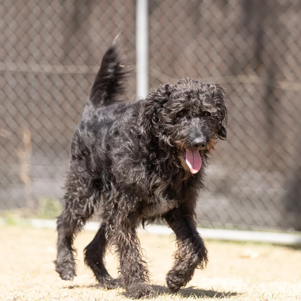 Waffles - Poodle Standard / Australian Cattledog available for adoption at Animal Welfare League Queensland in Gold Coast
