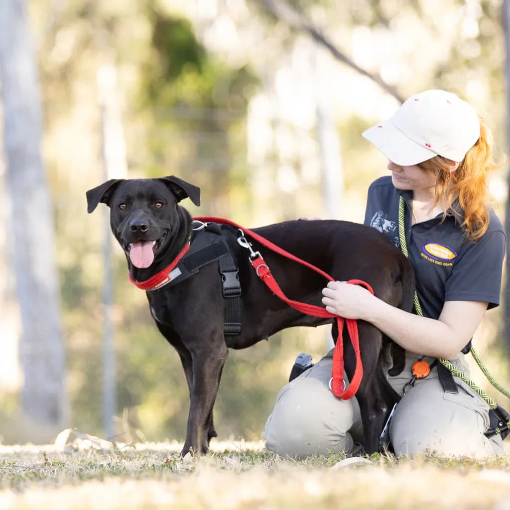 Saskia - Staffordshire Bull Terrier available for adoption at Animal Welfare League Queensland in Brisbane