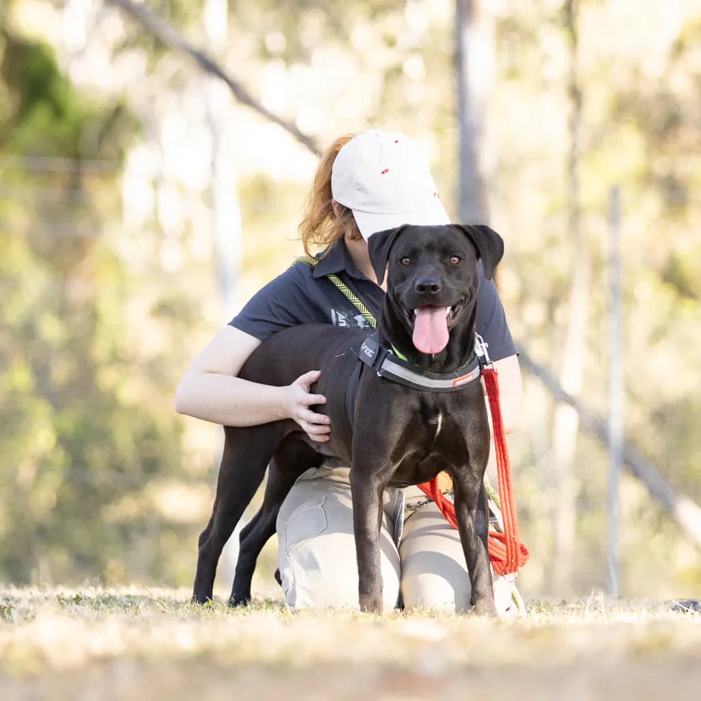 Saskia - Staffordshire Bull Terrier available for adoption at Animal Welfare League Queensland in Gold Coast