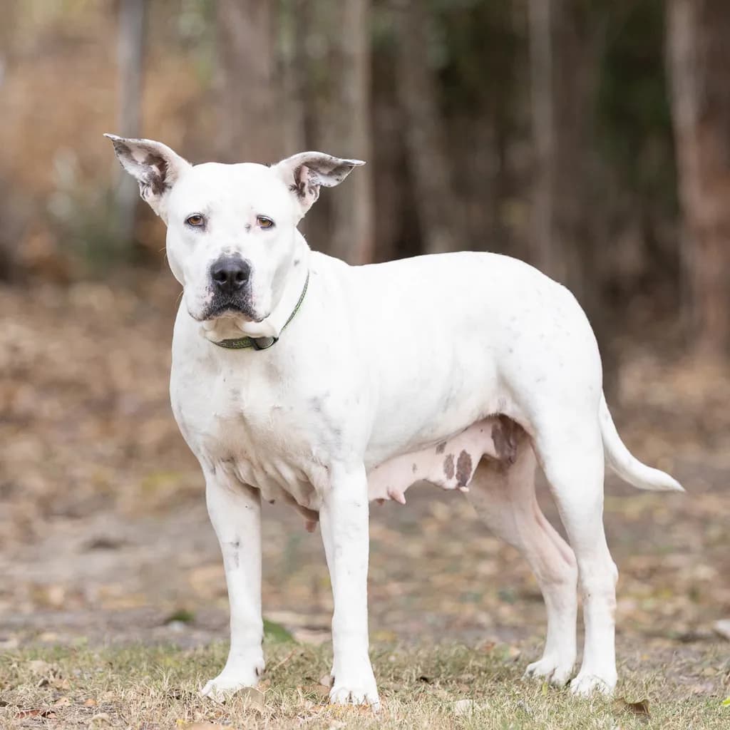 Roxy - Staffordshire Bull Terrier available for adoption at Animal Welfare League Queensland in Brisbane
