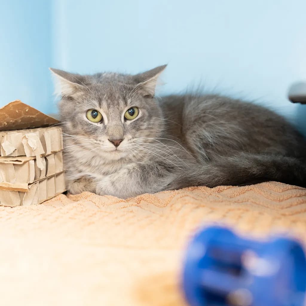 Peter - Domestic Medium Hair cat available for adoption at Animal Welfare League Queensland in Brisbane