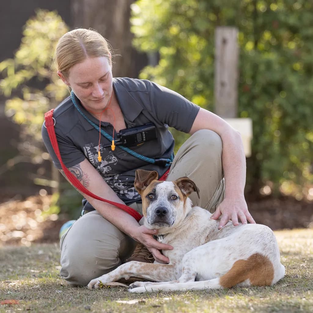 Bolt - Bull Arab / Australian Cattledog available for adoption at Animal Welfare League Queensland in Brisbane