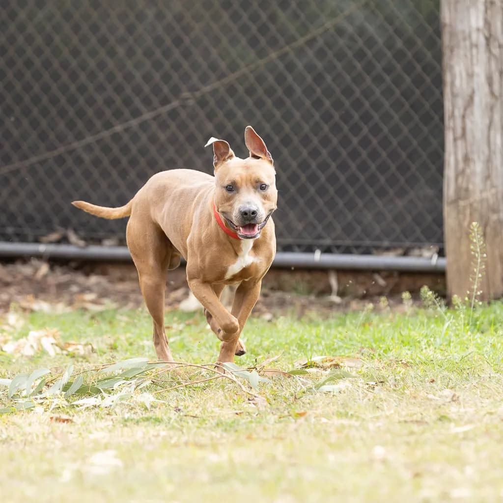 Boof - Staffordshire Bull Terrier available for adoption at Animal Welfare League Queensland in Brisbane
