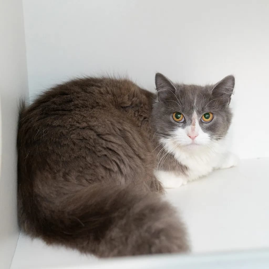 Violet - Domestic Longhair cat available for adoption at Animal Welfare League Queensland in Brisbane