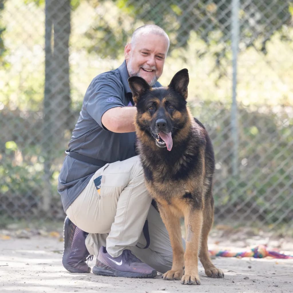 King - German Shepherd available for adoption at Animal Welfare League Queensland in Gold Coast