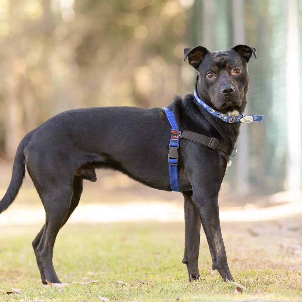Gordon - Australian Kelpie / Bullmastiff available for adoption at Animal Welfare League Queensland in Brisbane