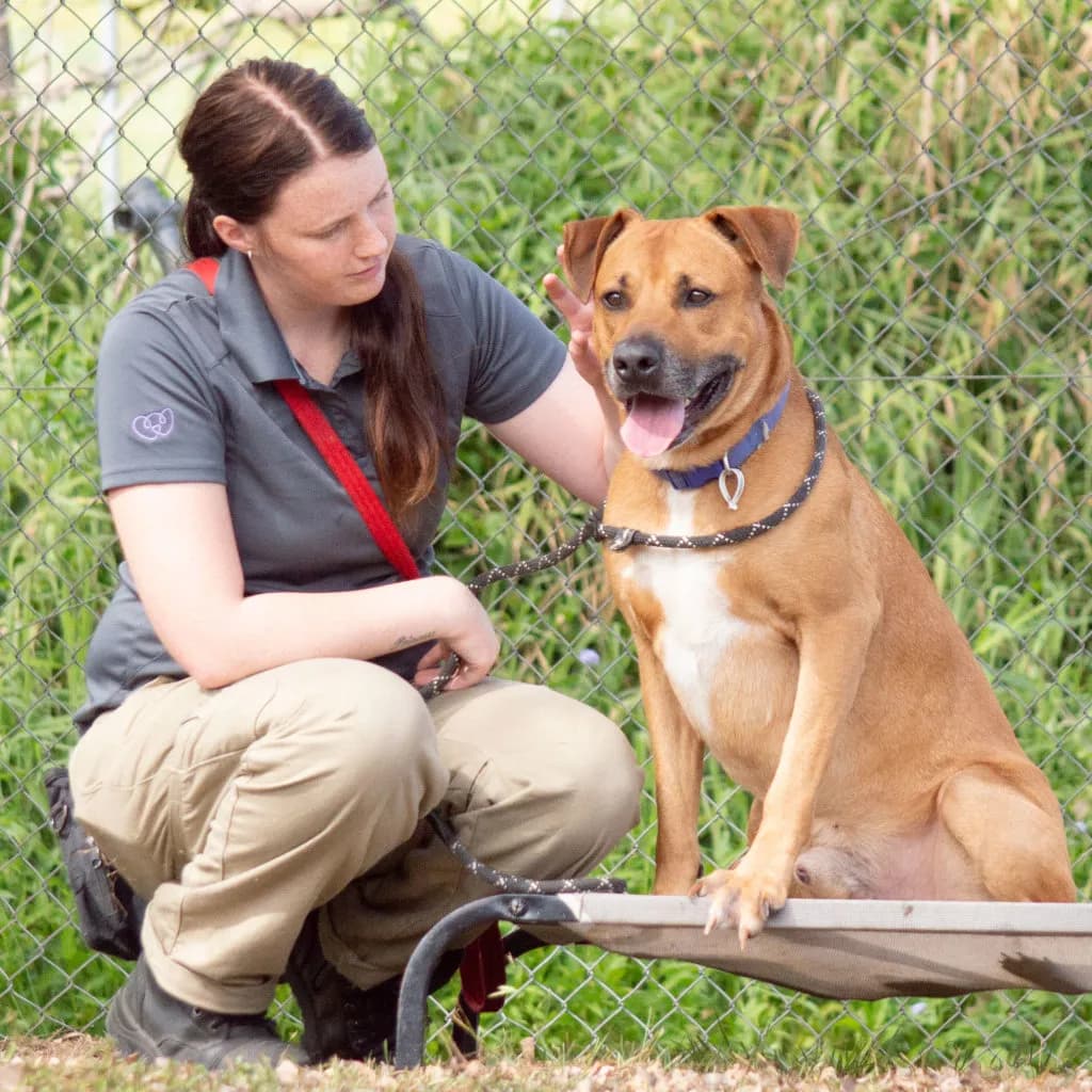 Chipper - American Staffy / Rhodesian Ridgeback available for adoption at Animal Welfare League Queensland in Brisbane