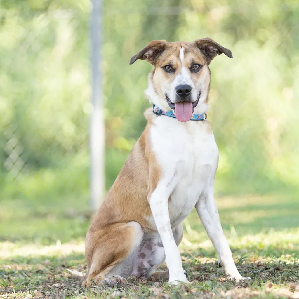 Benji - Australian Kelpie / Australian Shepherd available for adoption in Brisbane