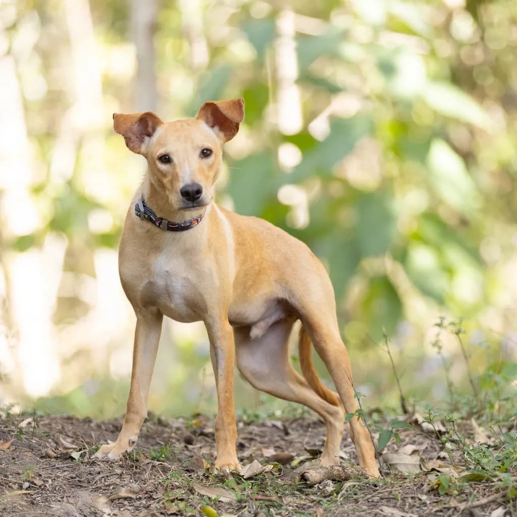 Copper - Australian Kelpie available for adoption at Animal Welfare League Queensland in Gold Coast