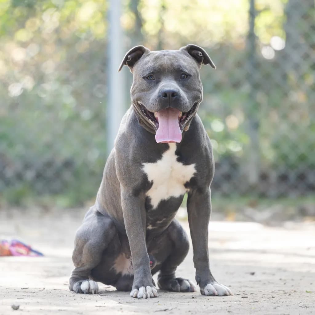 Chevy - American Staffy available for adoption at Animal Welfare League Queensland in Gold Coast