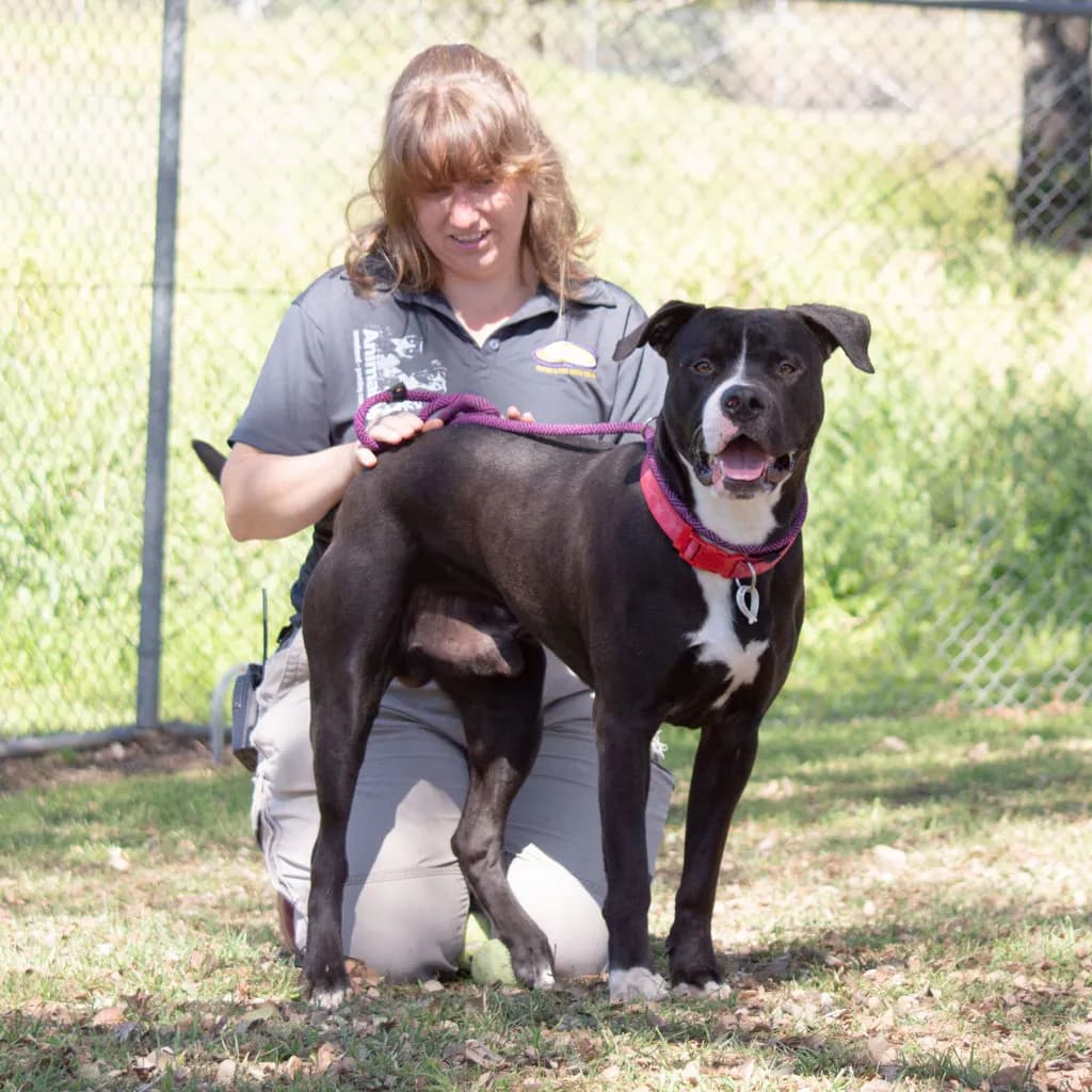Oreo - American Staffy available for adoption at Animal Welfare League Queensland in Brisbane