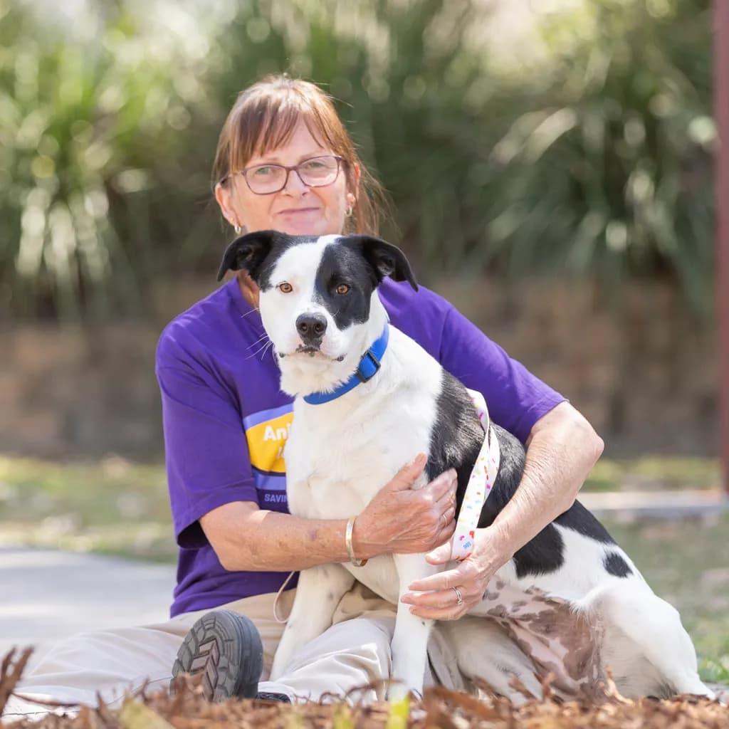 Daisy - Border Collie / Staffordshire Bull Terrier available for adoption at Animal Welfare League Queensland in Brisbane