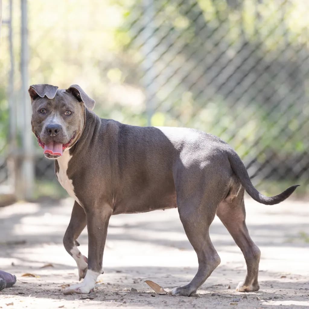 Lily - Staffordshire Bull Terrier available for adoption at Animal Welfare League Queensland in Gold Coast