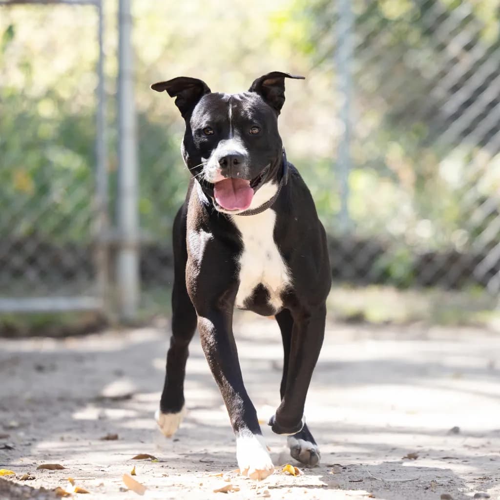 Cairo - American Staffy available for adoption at Animal Welfare League Queensland in Gold Coast