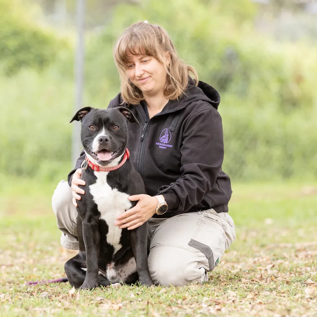 Soldier - American Staffy / Australian Bulldog available for adoption at Animal Welfare League Queensland in Brisbane