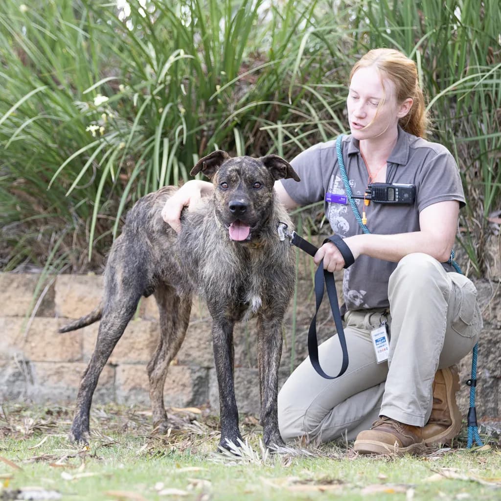 Caramel - Mastiff / Staghound available for adoption at Animal Welfare League Queensland in Brisbane