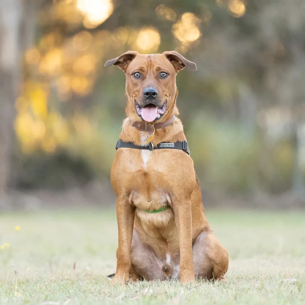 Leo - Rhodesian Ridgeback available for adoption at Animal Welfare League Queensland in Brisbane