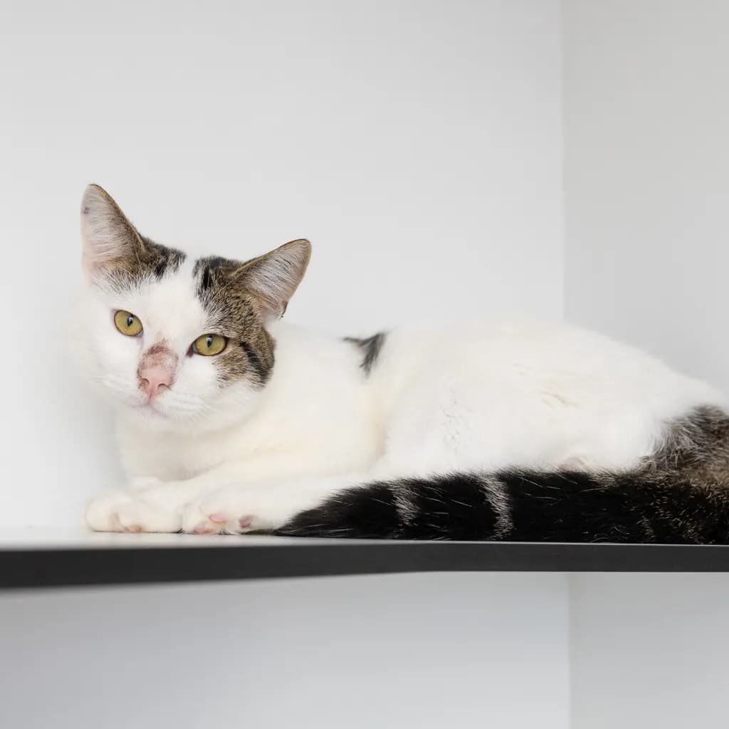 Meatball - Domestic Short Hair cat available for adoption at Animal Welfare League Queensland in Brisbane