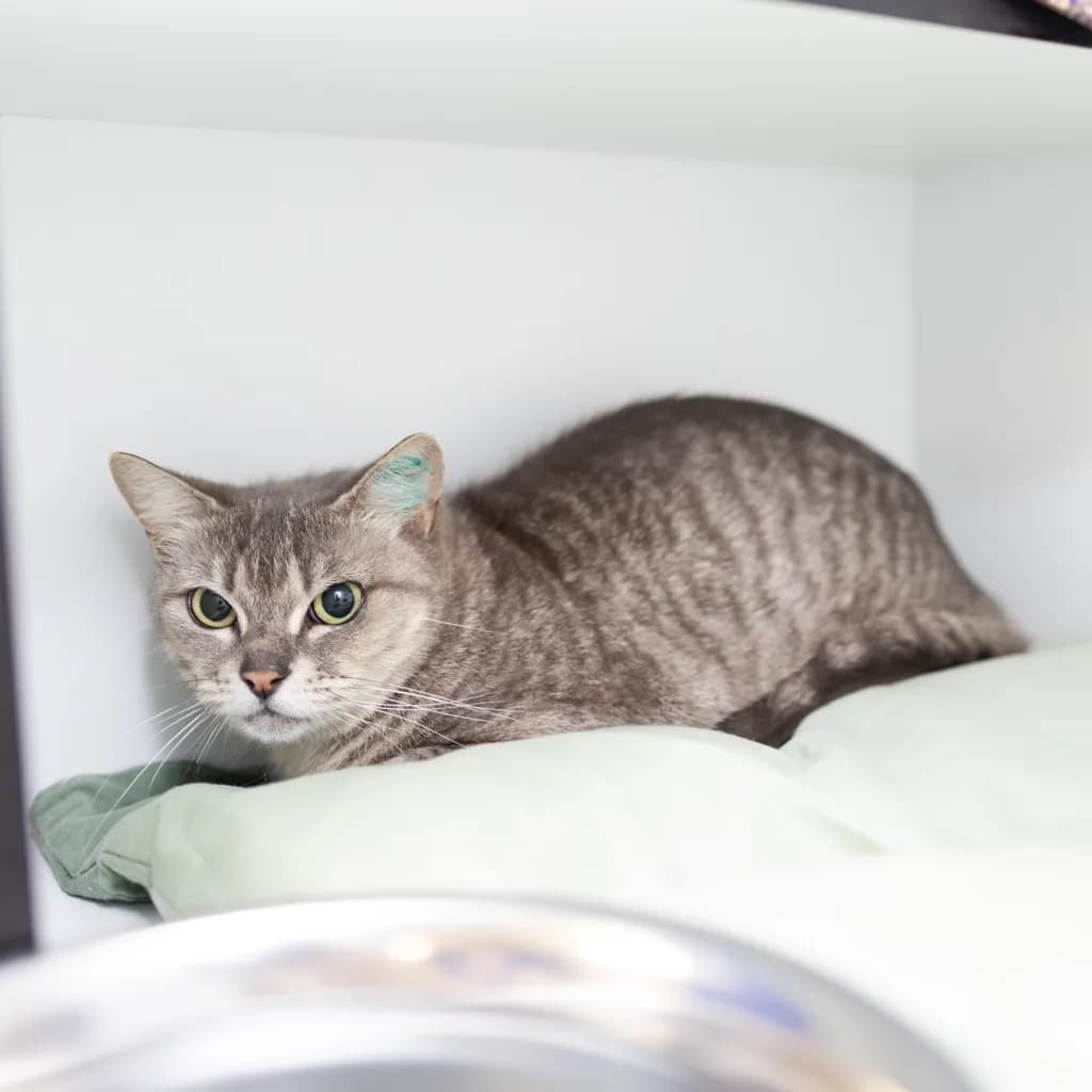 Poncho - Domestic Short Hair cat available for adoption at Animal Welfare League Queensland in Gold Coast