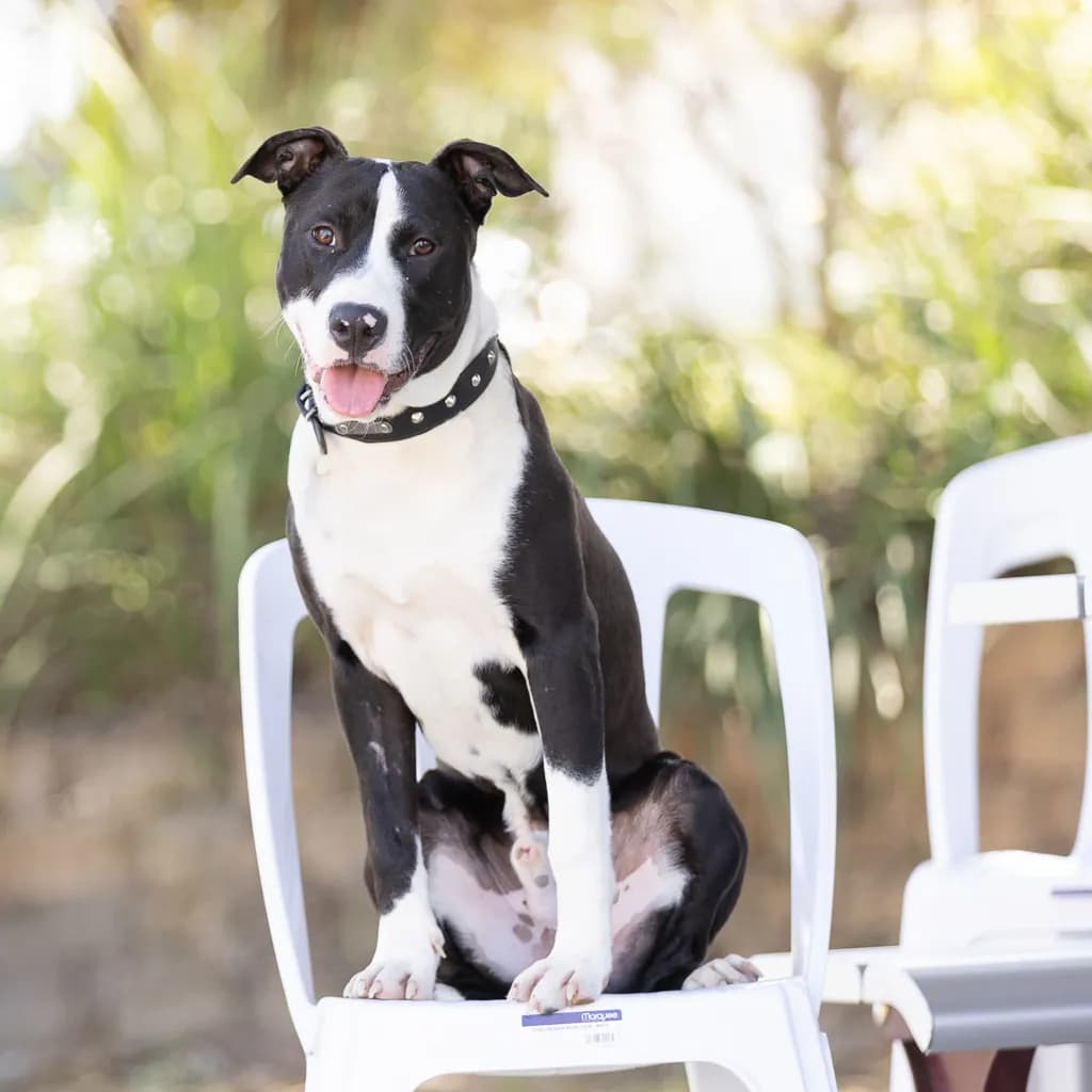 Odin - American Staffy available for adoption at Animal Welfare League Queensland in Brisbane