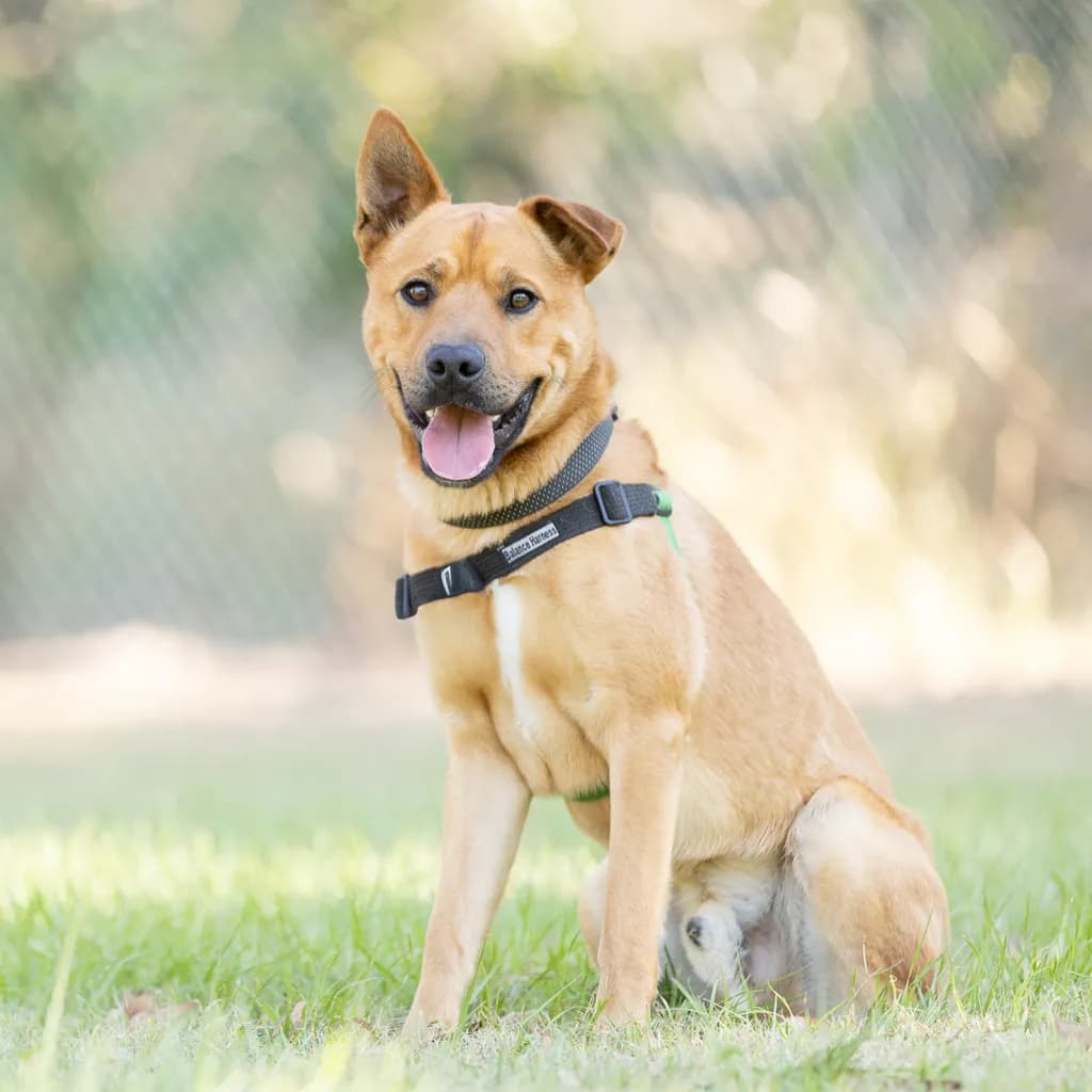 Kayden - Australian Kelpie available for adoption at Animal Welfare League Queensland in Brisbane