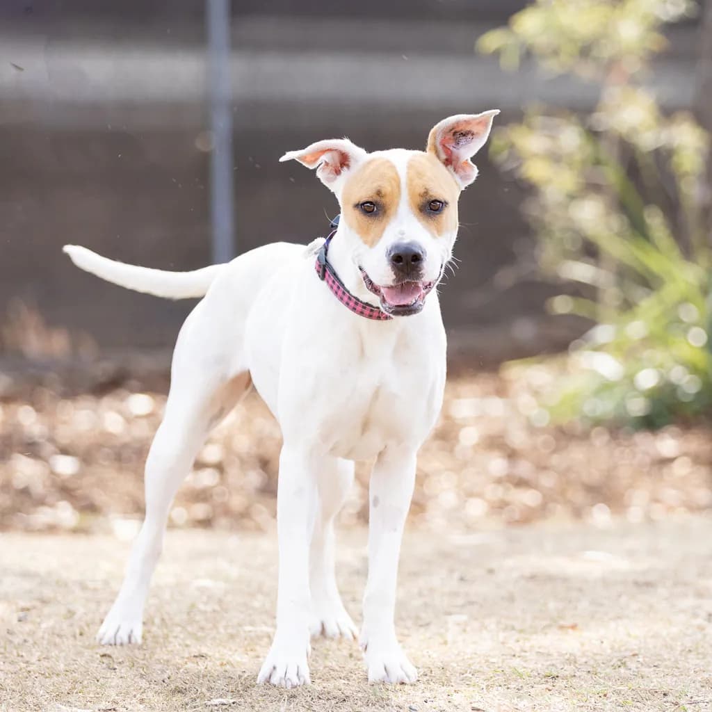 Marnie - Staffordshire Bull Terrier available for adoption at Animal Welfare League Queensland in Brisbane