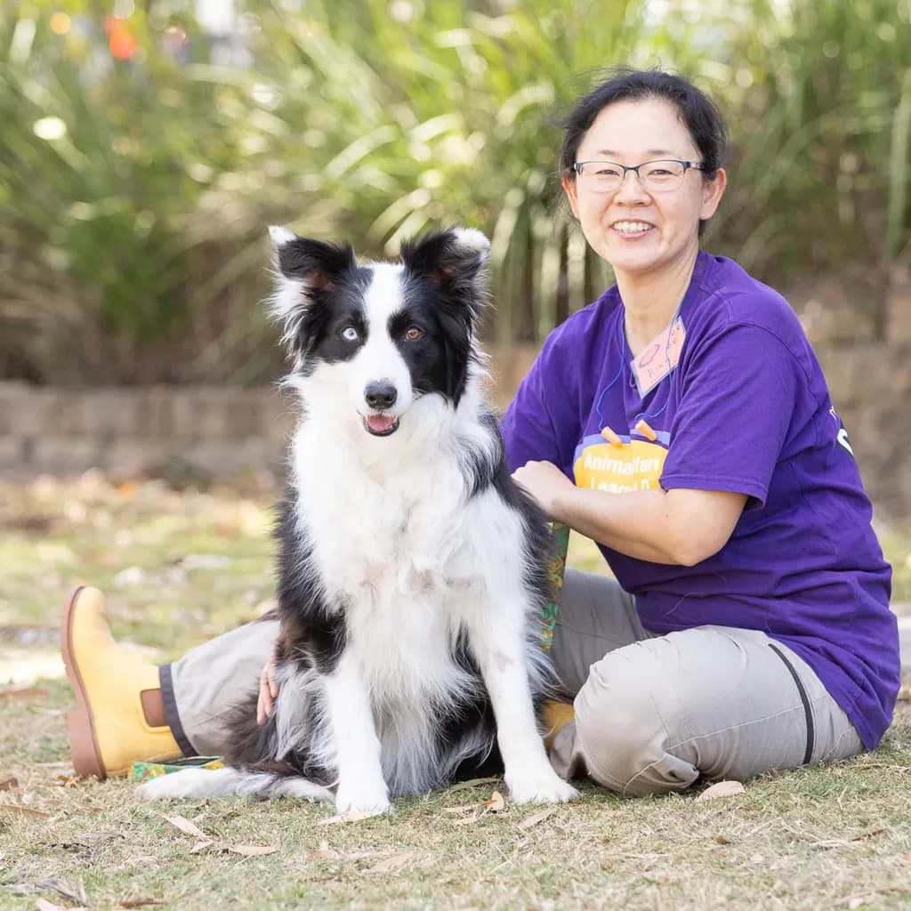 Storm - Border Collie available for adoption at Animal Welfare League Queensland in Brisbane
