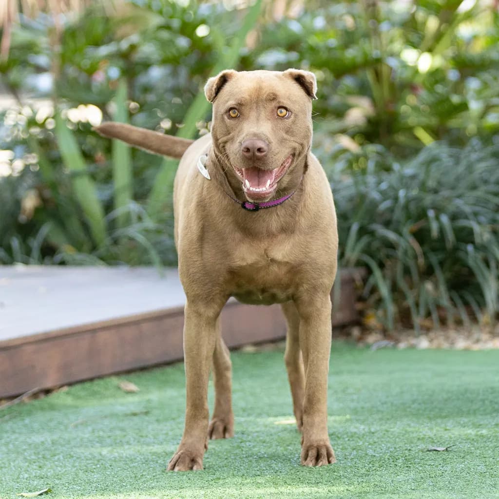 Echo - Sharpei / Staffordshire Bull Terrier available for adoption at Animal Welfare League Queensland in Gold Coast