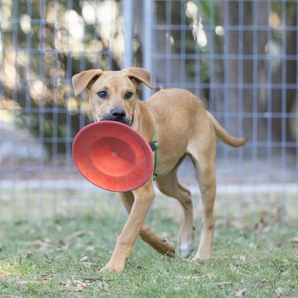 Martha - American Staffy available for adoption at Animal Welfare League Queensland in Brisbane