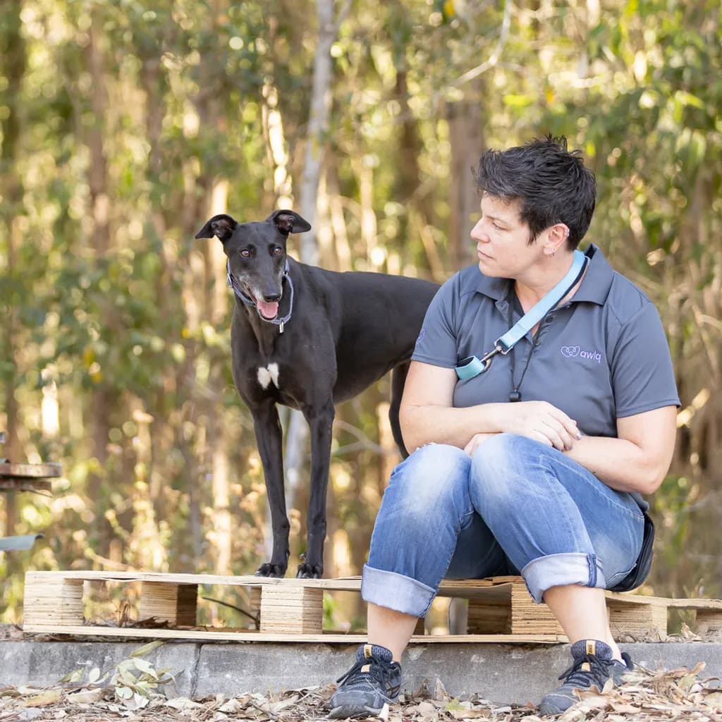 Pepper - Greyhound available for adoption at Animal Welfare League Queensland in Gold Coast