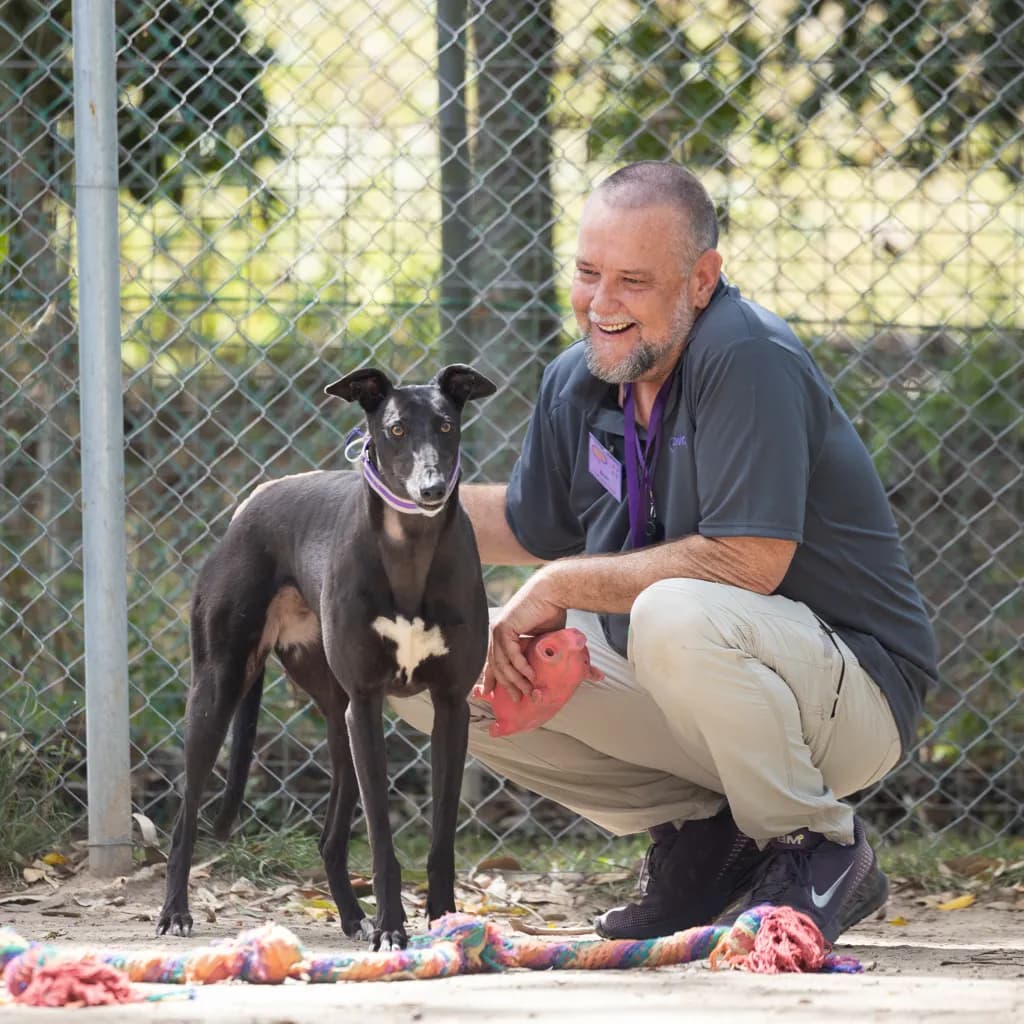 Lacy-Joy - Greyhound available for adoption at Animal Welfare League Queensland in Gold Coast