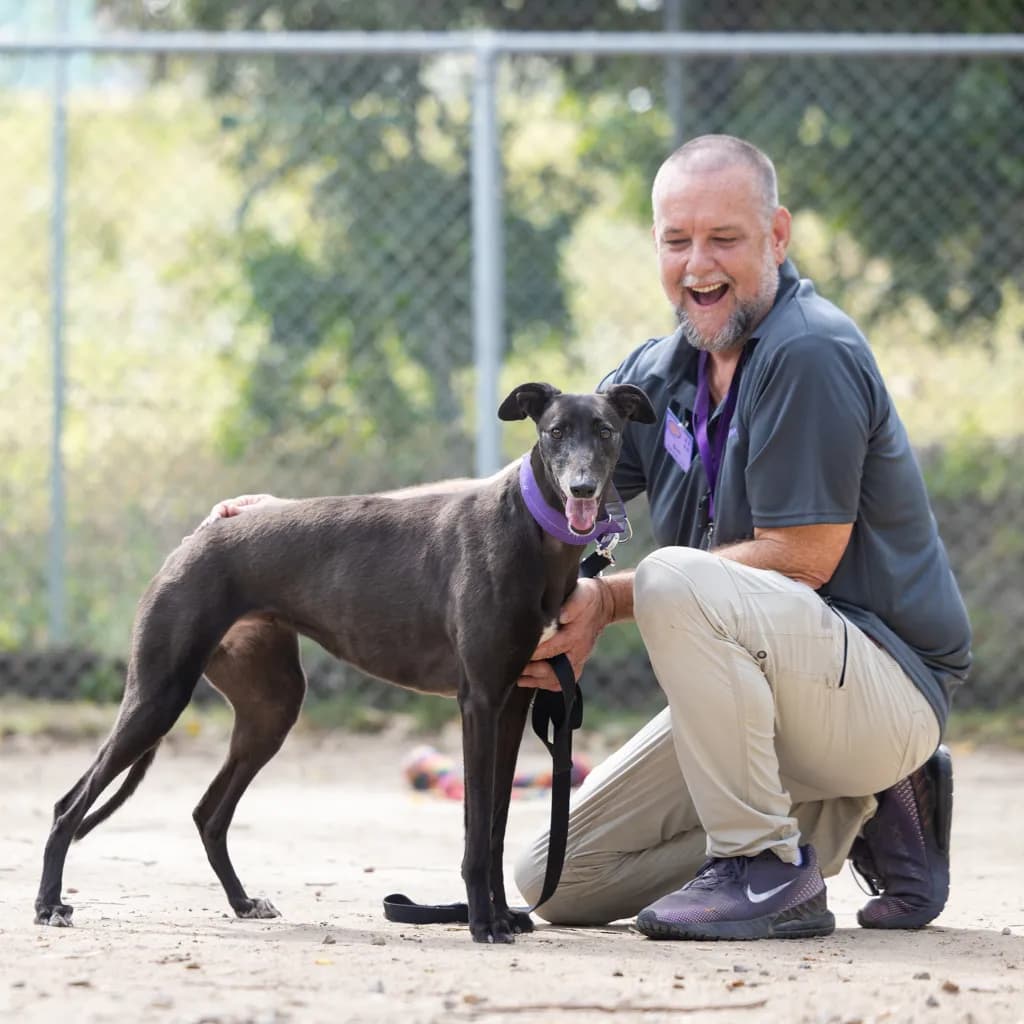 Lily - Greyhound available for adoption at Animal Welfare League Queensland in Gold Coast