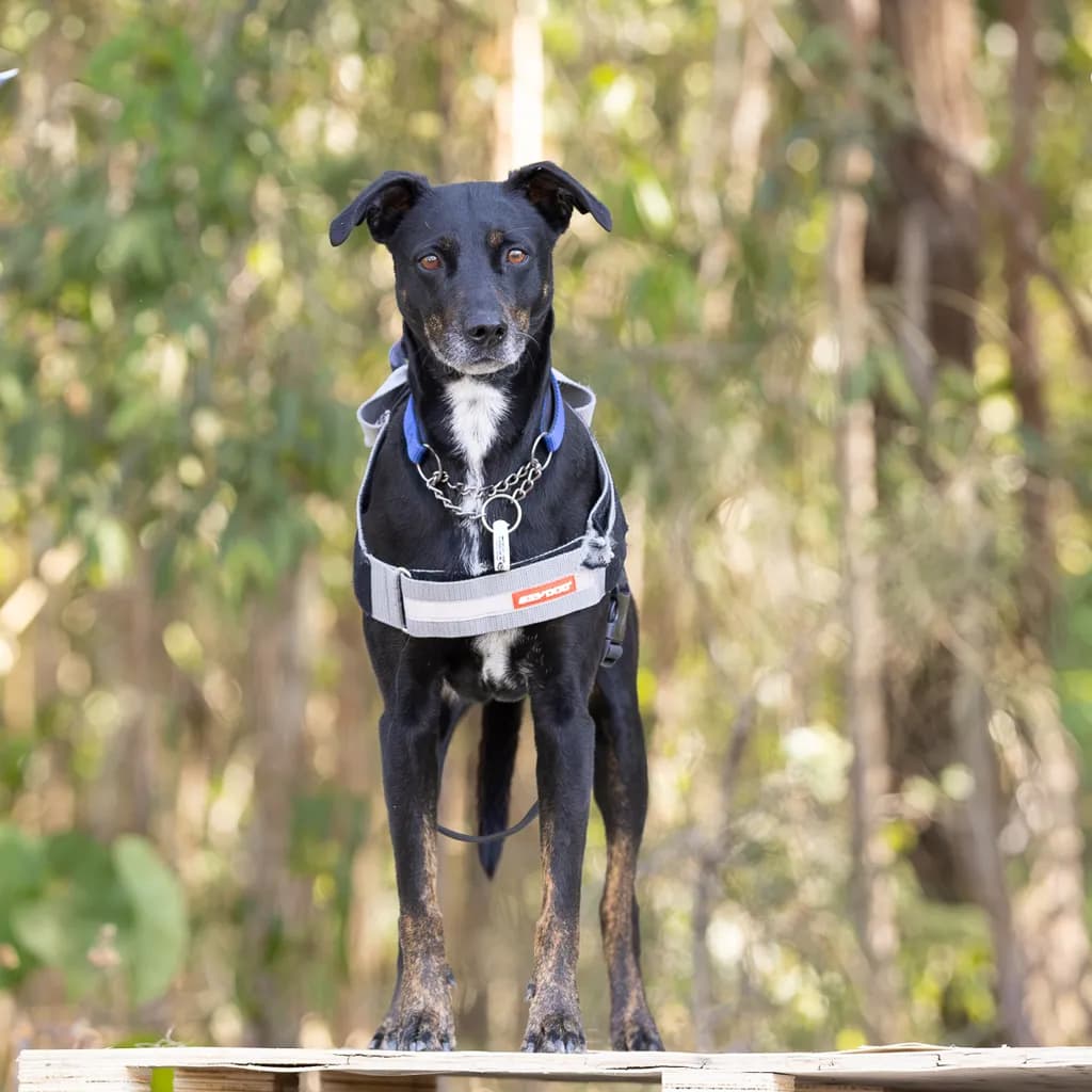Stevie - Catahoula / Border Collie available for adoption at Animal Welfare League Queensland in Gold Coast