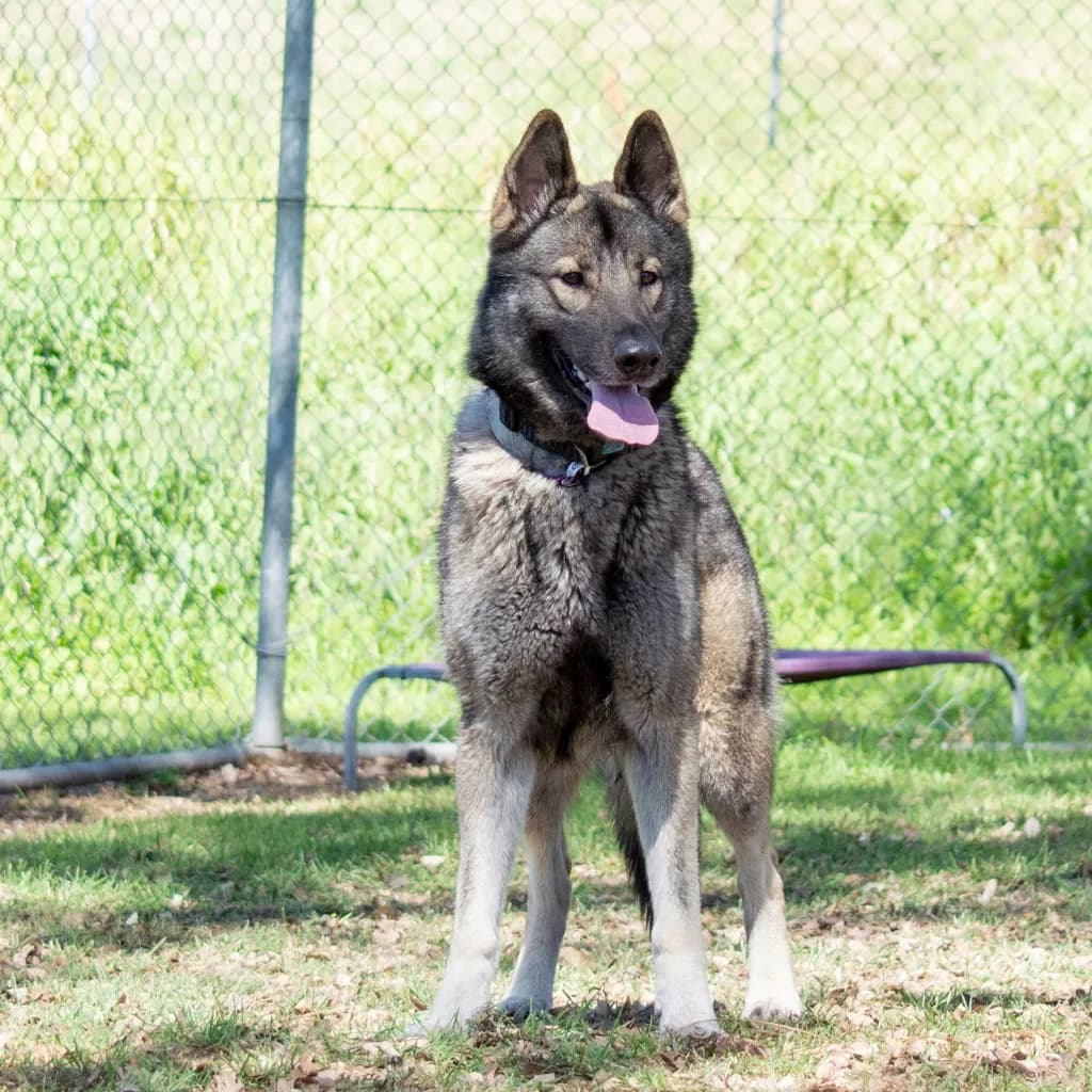 Kona - German Shepherd / Siberian Husky available for adoption at Animal Welfare League Queensland in Brisbane