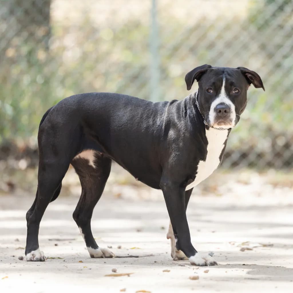 Ruby - American Staffy available for adoption at Animal Welfare League Queensland in Gold Coast