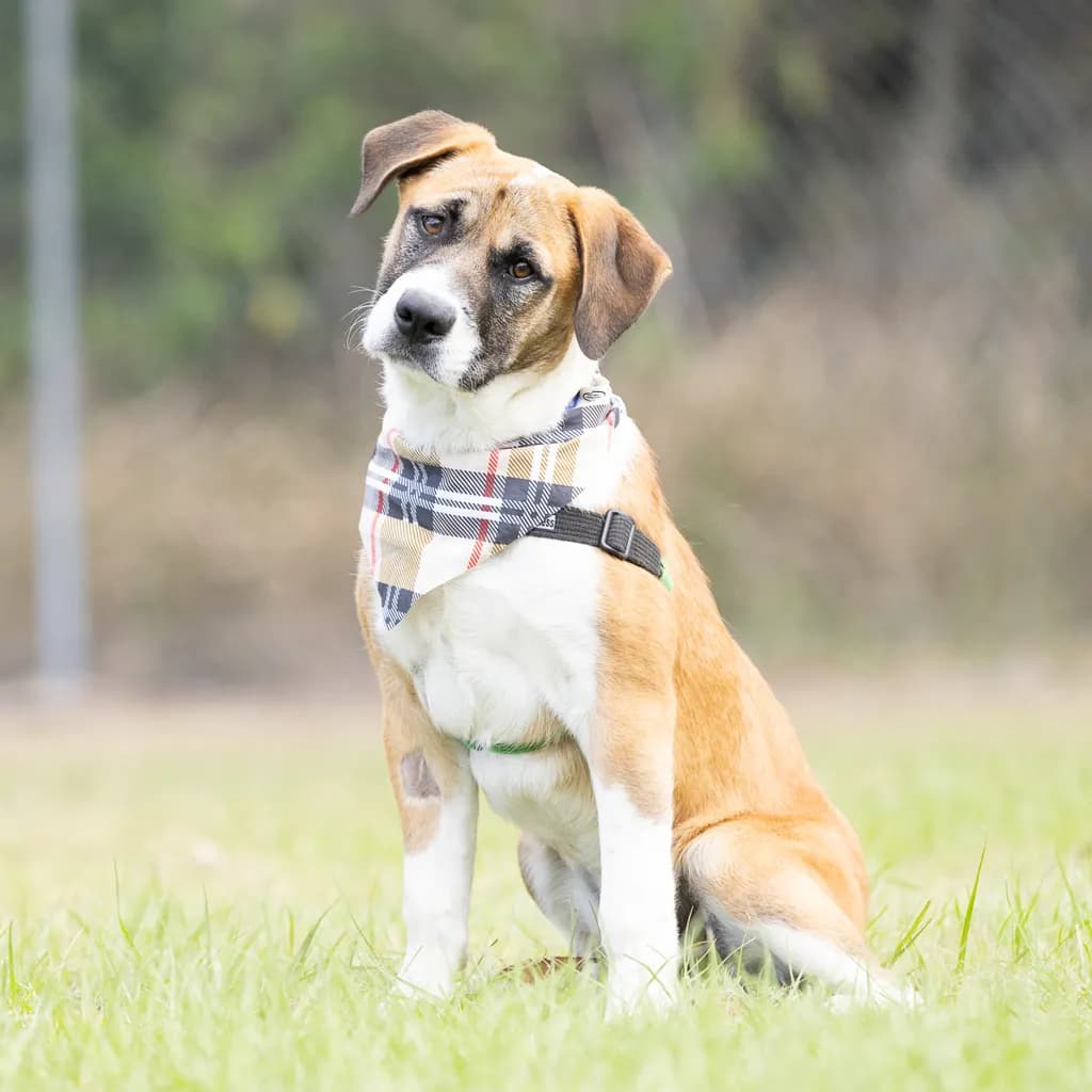 Crumble - Bullmastiff / Boxer available for adoption at Animal Welfare League Queensland in Brisbane