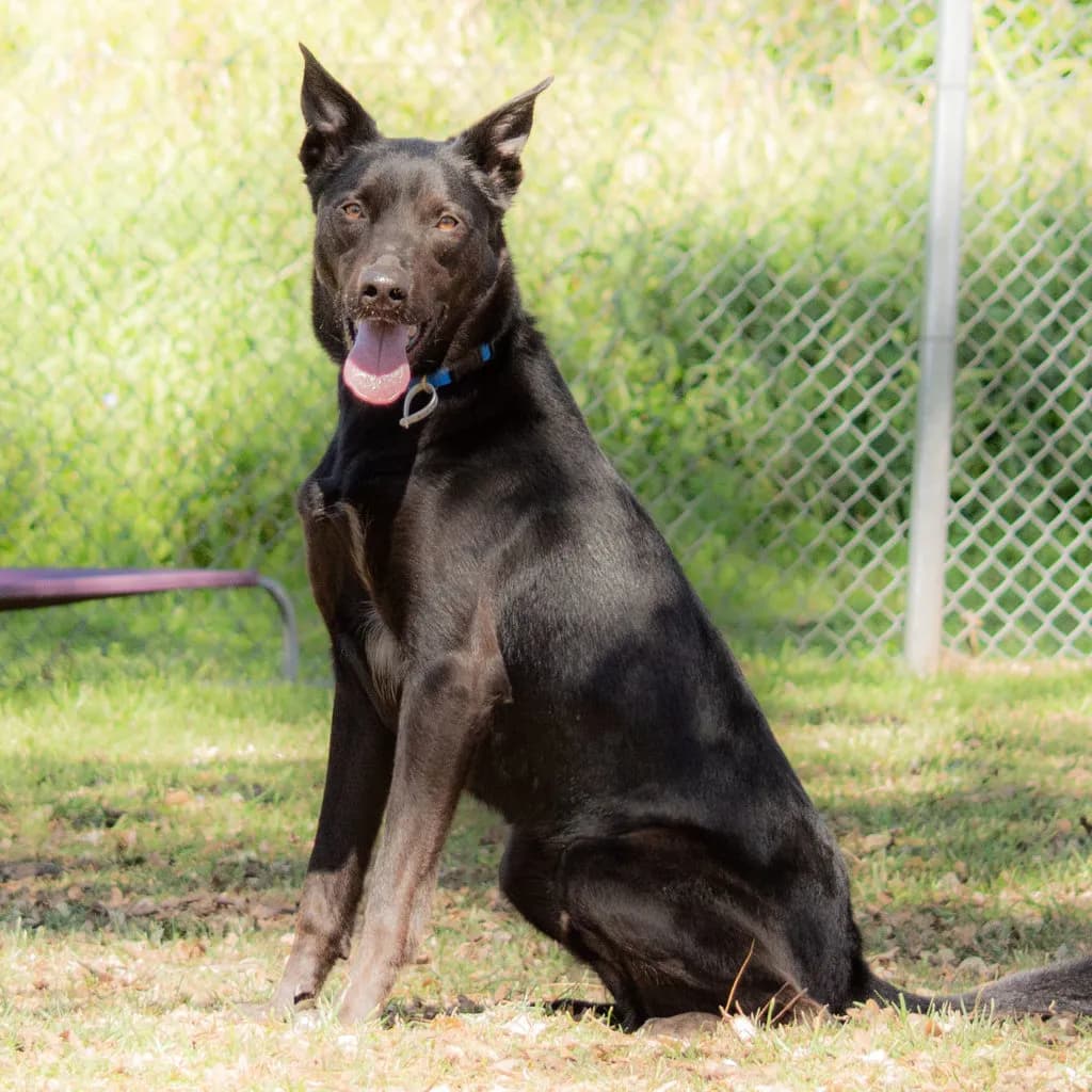 Hunter - Australian Kelpie available for adoption at Animal Welfare League Queensland in Brisbane