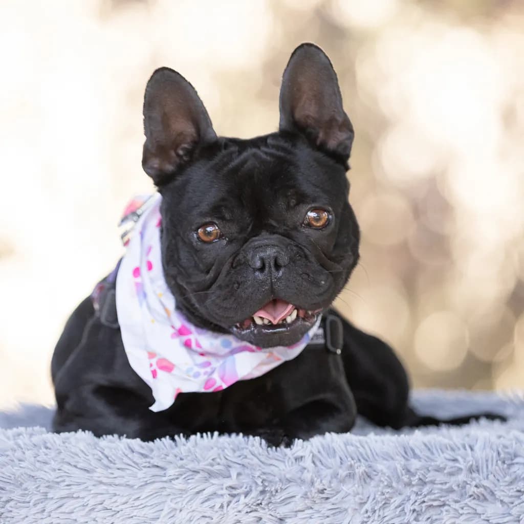 Truffle - French Bulldog available for adoption in Brisbane