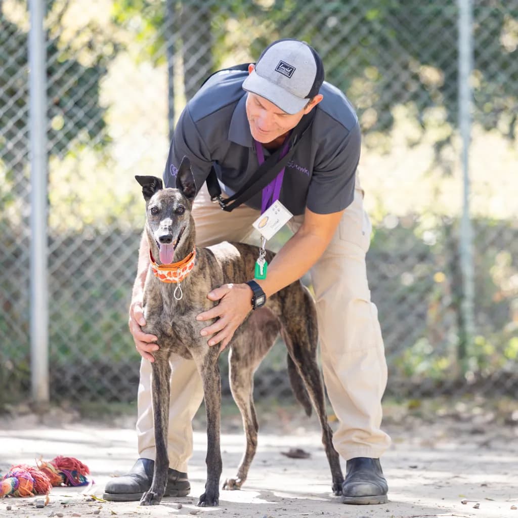 Poppy - Greyhound available for adoption at Animal Welfare League Queensland in Gold Coast