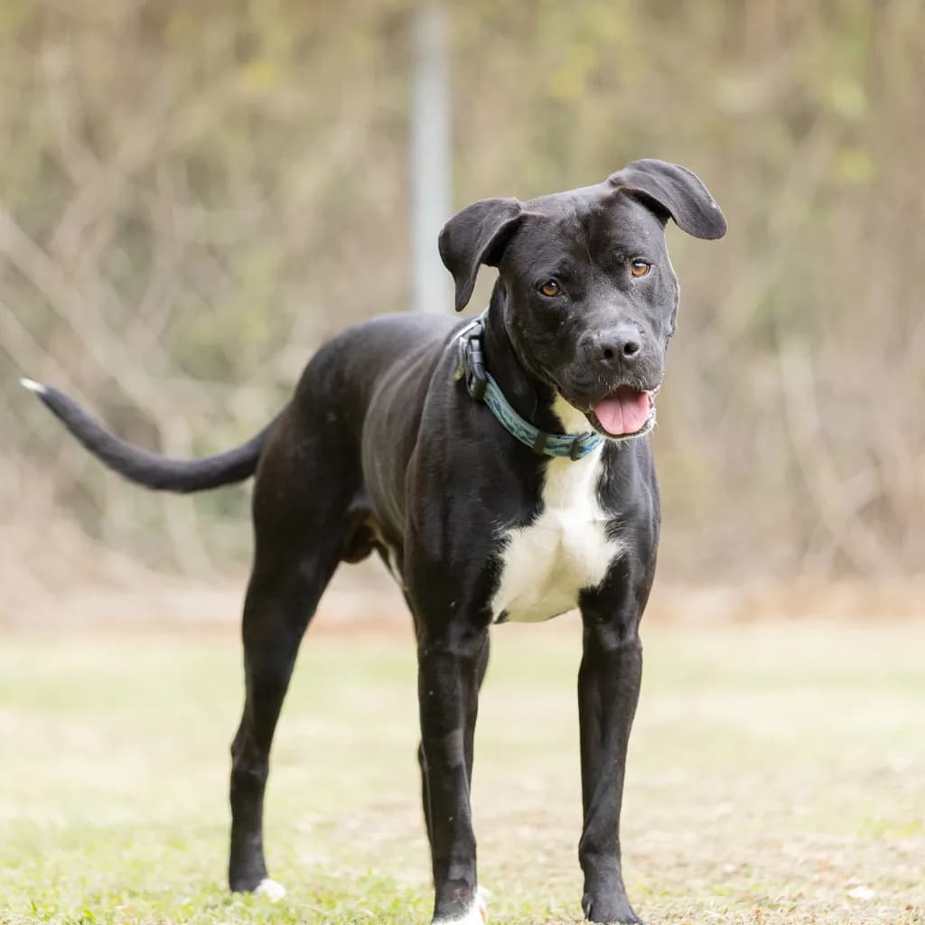 Taz - American Staffy available for adoption at Animal Welfare League Queensland in Brisbane